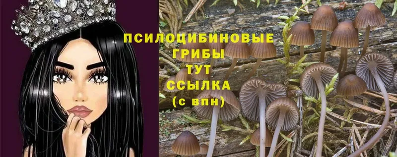 закладки  Нахабино  Псилоцибиновые грибы Psilocybe 